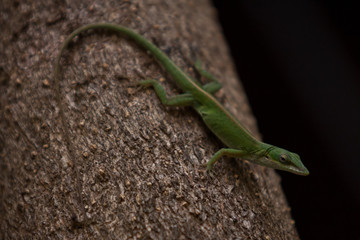 A gecko at Havana resting on a tree