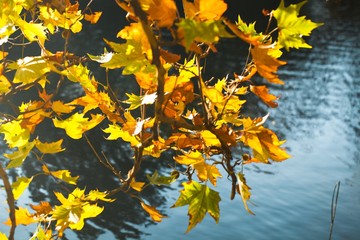 Yellow Autumn Plane Tree Leaves on the Branches near the Pond