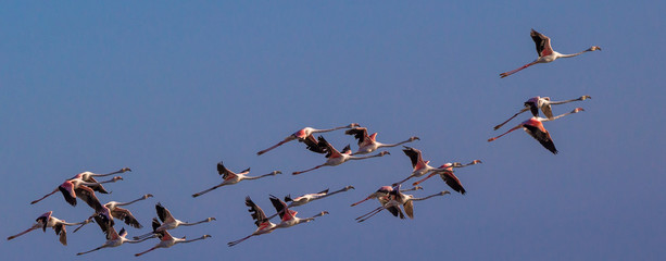 The group of Flamingos flying in the blue sky