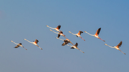The group of Flamingos flying in the blue sky