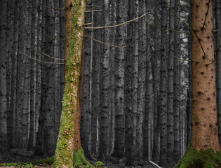 Farbenspiel vom Wald mit bunten Bäumen und grauen Hintergrund