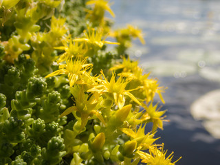 Yellow flowers of goldmoss stonecrop