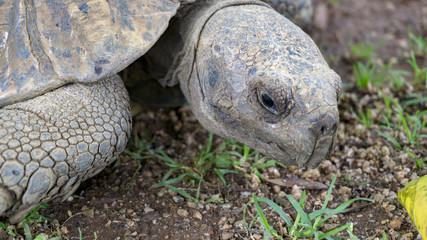 Obraz premium A close up of a old big turtle, Africa