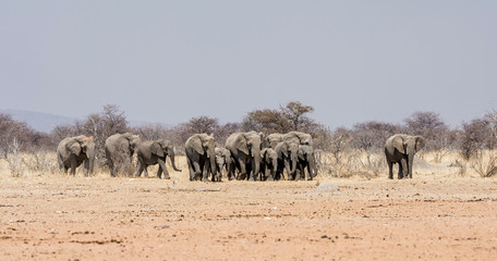 Obraz premium Elephant Family