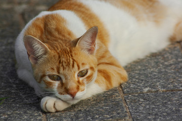 Gato Theo IMG_0774