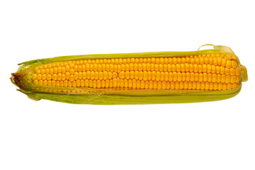 fresh ripe corn on white background, object isolated, close-up