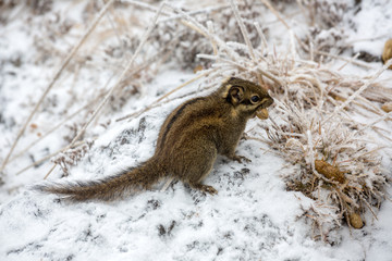 Squirrel searching for food in the snow - winter survival, preparation for cold weather. Stockpiling food, Squirrel is carrying a single peanut to a storage location for winter. Hunger, Starvation
