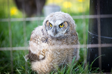 Burrow Owl
