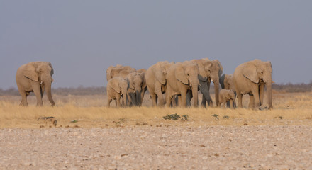 Elephant Family