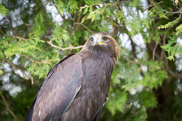 Golden Eagle