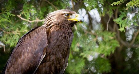 Golden Eagle