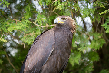 Golden Eagle
