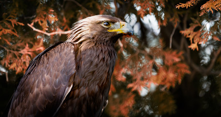 Golden Eagle