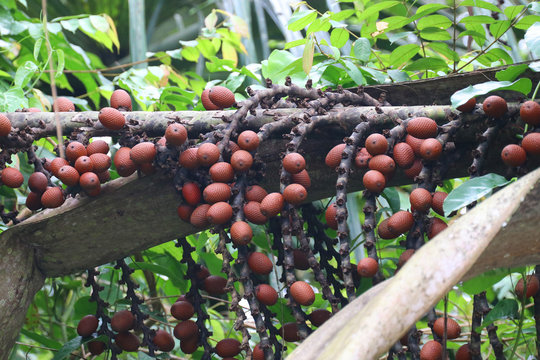 Aguaje, frutos de la palma en la Reserva Allpahuayo Mishana.