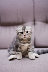 Fototapeta na wymiar kitten cat scottish straight, lop-eared fluffy, animal