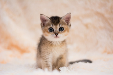 Obraz na płótnie Canvas kitten cat scottish straight, lop-eared fluffy, animal