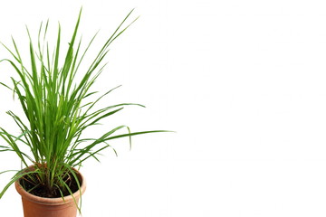 lemongrass Cymbopogon or citronella grass plant