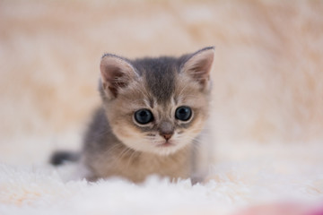 Obraz na płótnie Canvas kitten cat scottish straight, lop-eared fluffy, animal