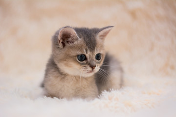 kitten cat scottish straight, lop-eared fluffy, animal