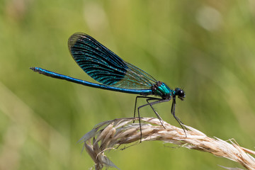 Männchen der gebänderten Prachtlibelle (Calopteryx splendens)