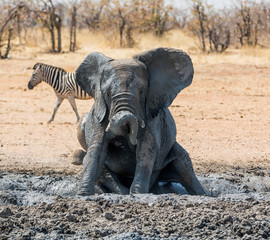 Fototapeta premium Elephant Mud Bath