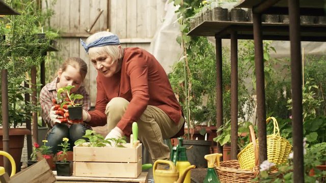 PAN of senior woman with grey hair teaching granddaughter how to care for seedlings in rustic greenhouse with greenery: she is showing her young plants in pots and explaining something