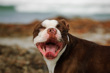 Boston Terrier dog outdoor portrait at beach with mouth wide open and closed eyes