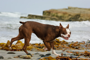 Boston Terrier dog outdoor portrait at beach running by ocean