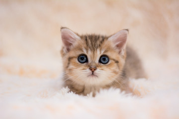 kitten cat scottish straight, lop-eared fluffy, animal