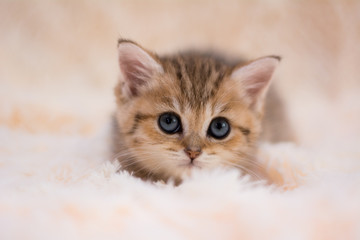 kitten cat scottish straight, lop-eared fluffy, animal