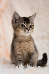 kitten cat scottish straight, lop-eared fluffy, animal