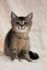 kitten cat scottish straight, lop-eared fluffy, animal