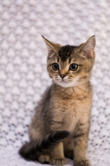 Fototapeta premium kitten cat scottish straight, lop-eared fluffy, animal