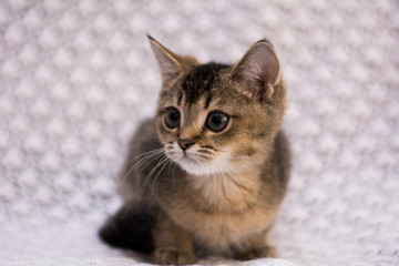 kitten cat scottish straight, lop-eared fluffy, animal