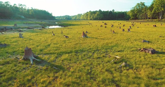 Pan left aerial, geese near river in Aberdeen