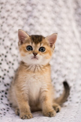 kitten cat scottish straight, lop-eared fluffy, animal