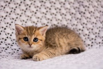 Naklejka na ściany i meble kitten cat scottish straight, lop-eared fluffy, animal