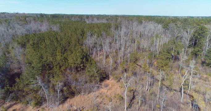 Aerial, dried forest landscape