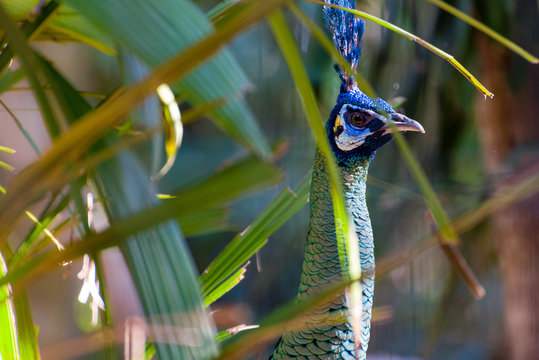 Peacock watch over foliage - zoo