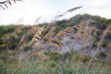 Obraz premium Beach Grass