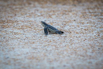 Baby Leather back sea turtle