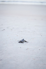 Baby Leather back sea turtle