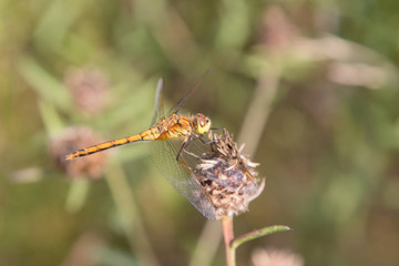 Dragonfly