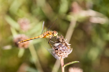 Dragonfly