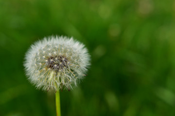Dandelion Fluff Close Up
