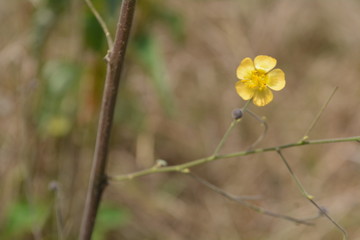 FLores