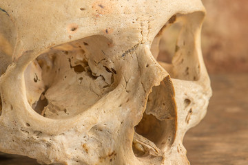 human skull - aside