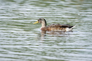 Ente in sommerlicher Idylle mit leichten Wellen im Wasser See