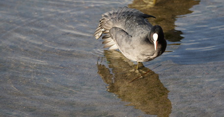 Obraz premium Blässhuhn mit ausgestrecktem Flügel in sommerlicher Idylle mit Spiegelung im Wasser