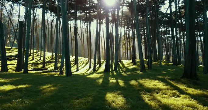 Panning aerial, sun shines through tree line in California